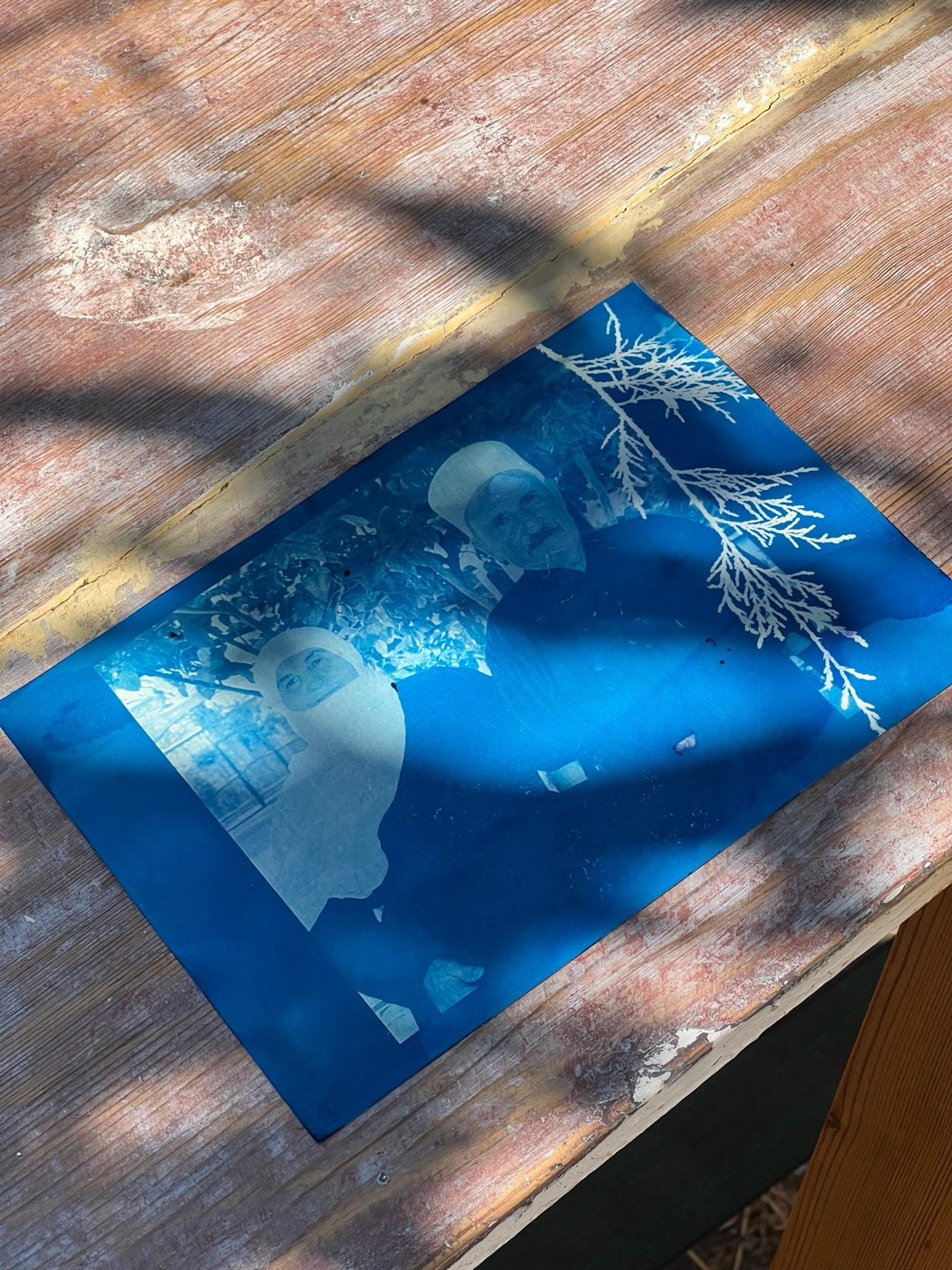 A cyanotype print of a figure and plants on a wooden table in sunlight