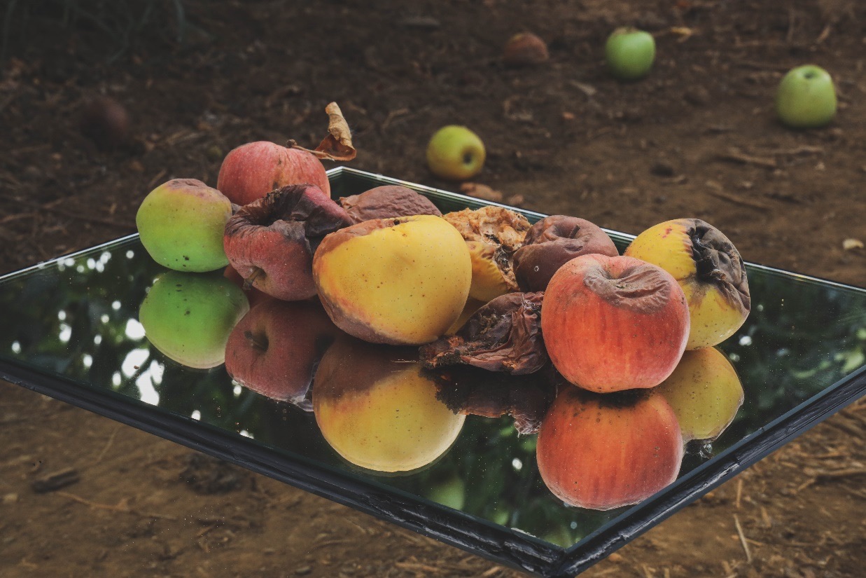 Rotting apples on a mirror laid on the soil